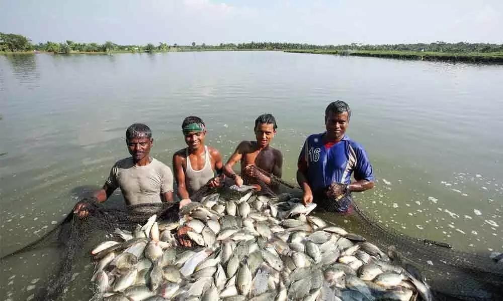 Over 15K fishers, fish farmers join nationwide virtual consultations to shape fisheries policy