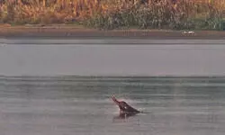 Echoes Beneath the Surface