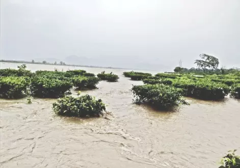 Chief Minister assures all help   to restore flood-hit tea estates