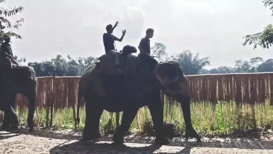 Cooch Behar: 1 killed in wild boar attack; rhino sighting sparks alert