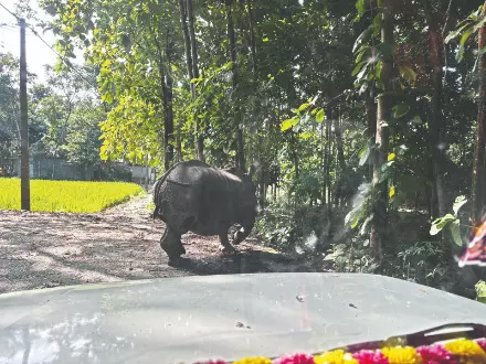 Jaldapara: 5 rhinos swept away by flood rescued