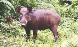 Wild boar kills man in Cooch Behar   after flash floods
