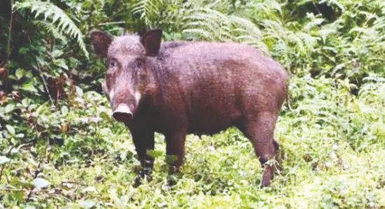 Wild boar kills man in Cooch Behar   after flash floods