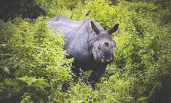 Post-flood human-wildlife conflicts rise in North Bengal