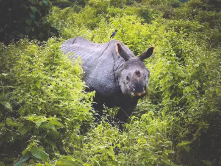 Post-flood human-wildlife conflicts rise in North Bengal Post-flood human-wildlife conflicts rise in North Bengal