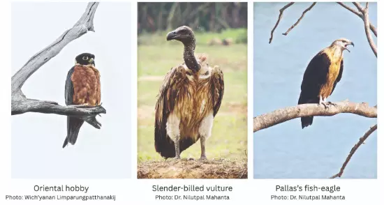 Indian, Korean researchers sound alarm on shrinking raptor habitats in Northeast Indian, Korean researchers sound alarm on shrinking raptor habitats in Northeast