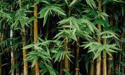 The Art of Healing the Earth The Art of Healing the Earth