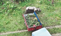 Torsa floods: ‘9 one-horned rhinos rescued so far’, forest dept continues search for last one Torsa floods: ‘9 one-horned rhinos rescued so far’, forest dept continues search for last one