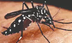 Over 9K dengue cases reported, CS holds meet with DMs, CMoHs Over 9K dengue cases reported, CS holds meet with DMs, CMoHs