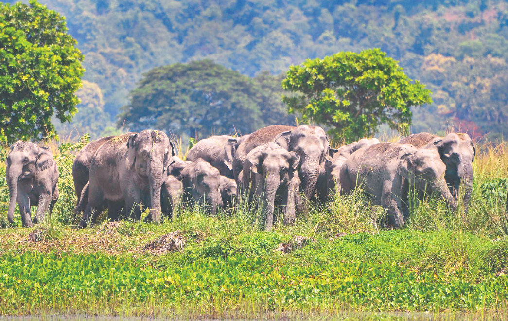 Wild elephant numbers drop by 18%