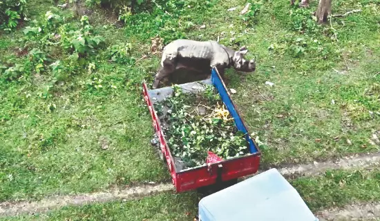 Torsa floods: ‘9 one-horned rhinos rescued so far’, forest dept continues search for last one Torsa floods: ‘9 one-horned rhinos rescued so far’, forest dept continues search for last one
