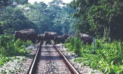North Bengal sees rise in elephant population amid national decline North Bengal sees rise in elephant population amid national decline