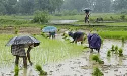 Maharashtra govt approves Rs 3,258 crore aid for rain-affected farmers in 23 districts Maharashtra govt approves Rs 3,258 crore aid for rain-affected farmers in 23 districts