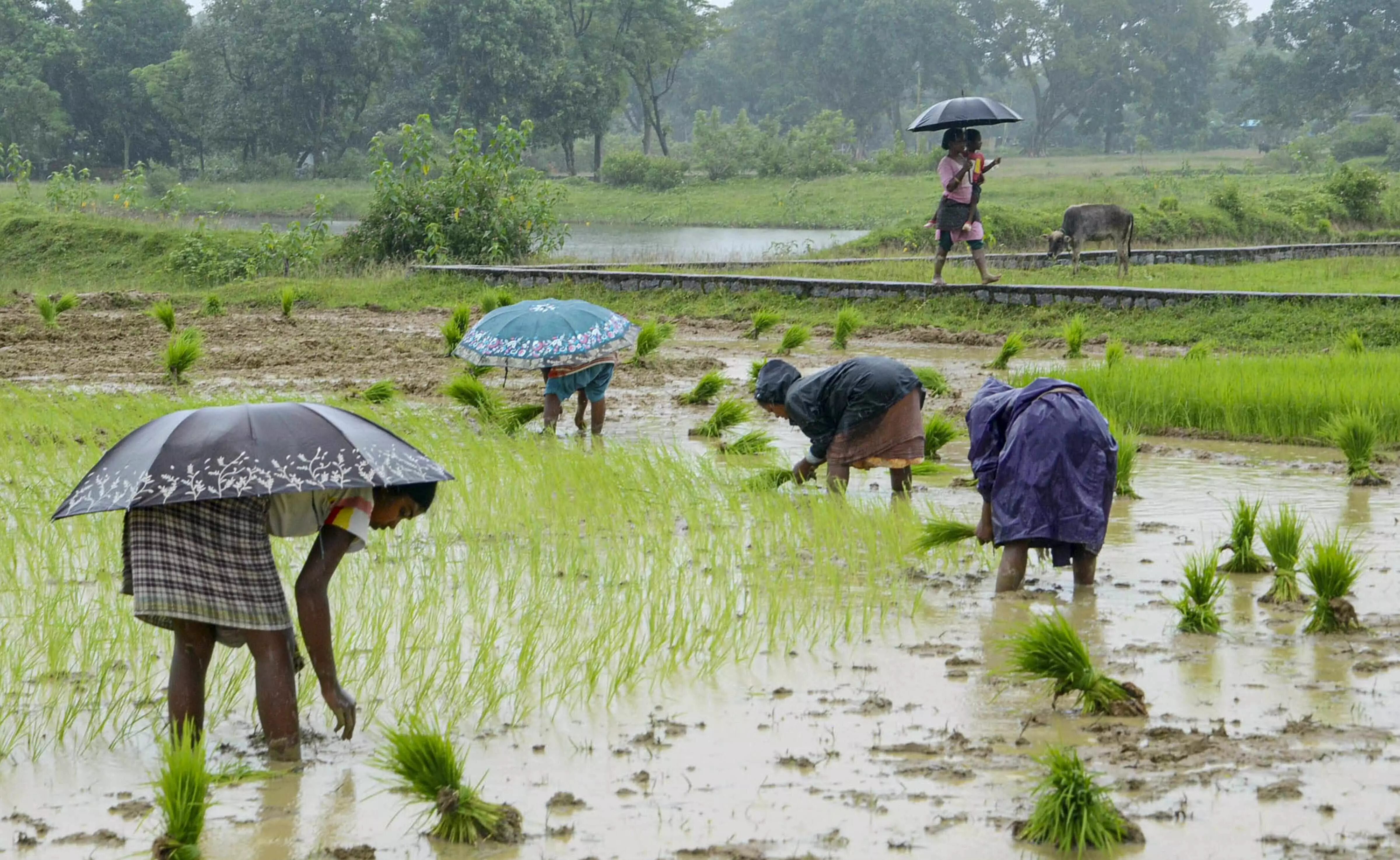 Maharashtra govt approves Rs 3,258 crore aid for rain-affected farmers in 23 districts