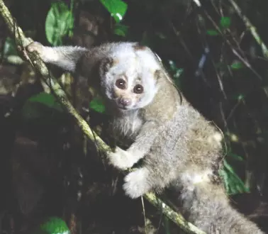 Study probes Bengal Slow Loris decline & dispersal Study probes Bengal Slow Loris decline & dispersal