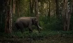 India rises to 9th spot globally in forest area, retains 3rd position in forest gain