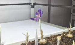 North Bengal University achieves breakthrough in saffron cultivation