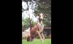 BSF’s ‘desi dogs’ steal spotlight, proving indigenous breeds’ might BSF’s ‘desi dogs’ steal spotlight, proving indigenous breeds’ might