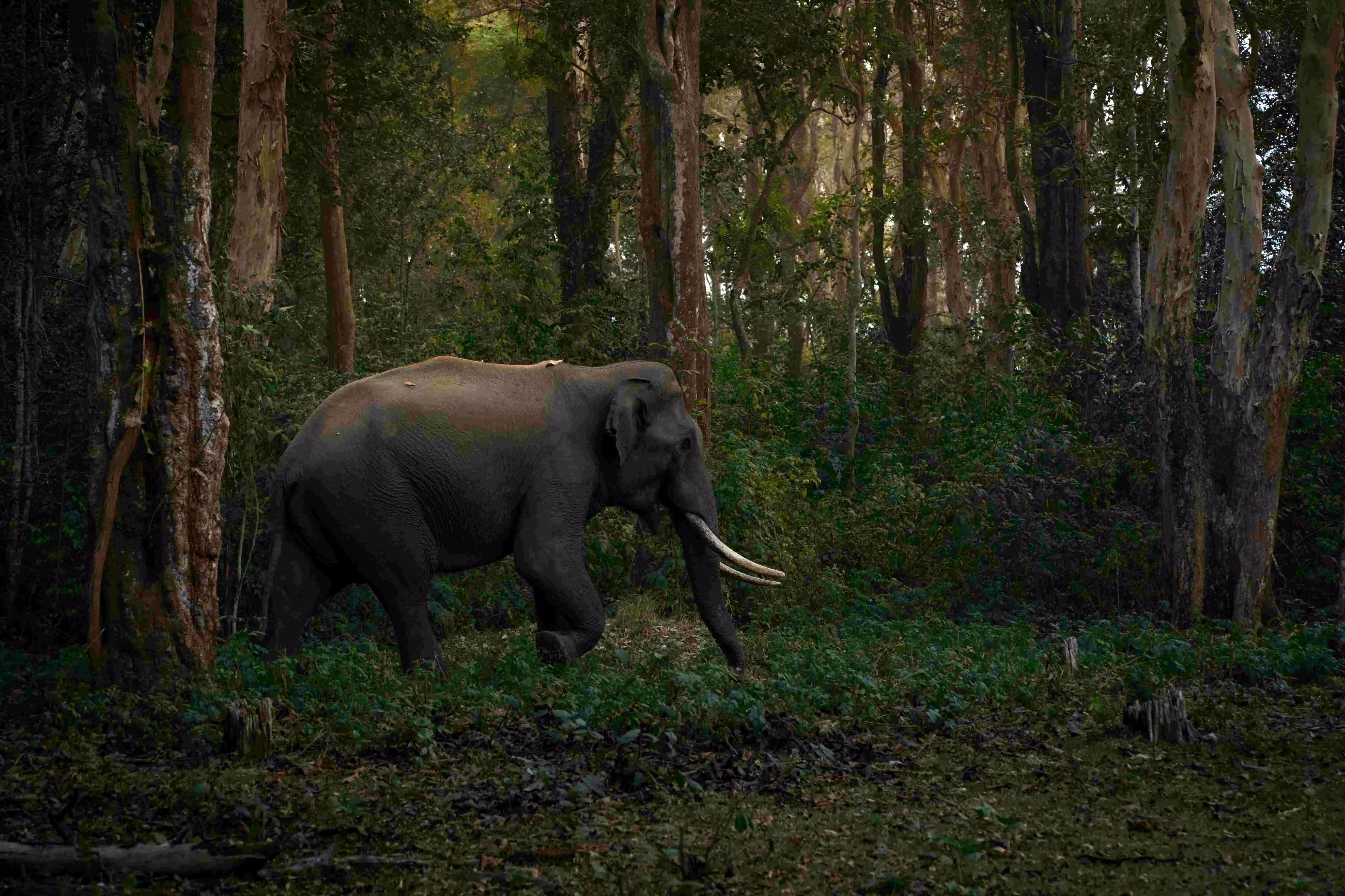 India rises to 9th spot globally in forest area, retains 3rd position in forest gain