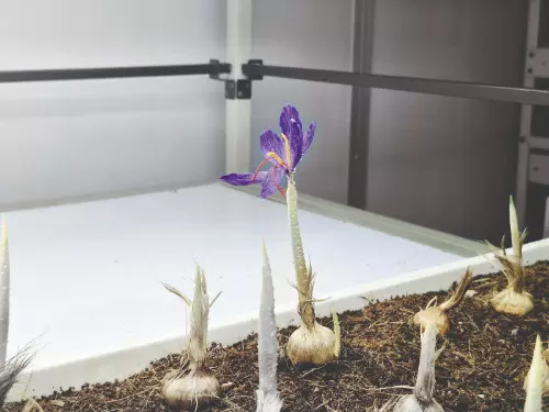 North Bengal University achieves breakthrough in saffron cultivation North Bengal University achieves breakthrough in saffron cultivation