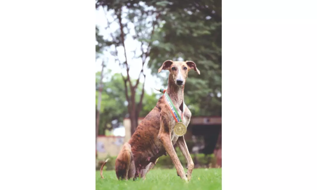 BSF’s ‘desi dogs’ steal spotlight, proving indigenous breeds’ might BSF’s ‘desi dogs’ steal spotlight, proving indigenous breeds’ might