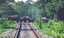 Rlys to complete intrusion detection sys along elephant corridors by April