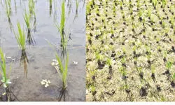 Bengal researcher pioneers new method to cut arsenic in soil Bengal researcher pioneers new method to cut arsenic in soil