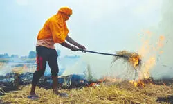 Stubble burning cases in Punjab cross 500 mark, shows PPCB data Stubble burning cases in Punjab cross 500 mark, shows PPCB data
