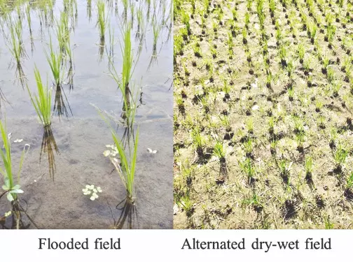 Bengal researcher pioneers new method to cut arsenic in soil Bengal researcher pioneers new method to cut arsenic in soil