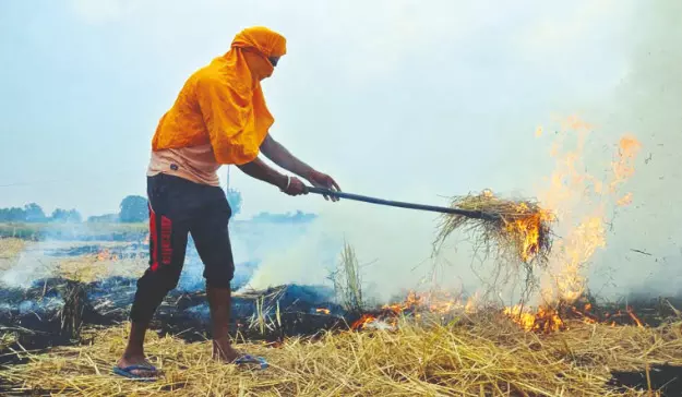 Stubble burning cases in Punjab cross 500 mark, shows PPCB data