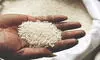 ‘India looks to increase rice shipments to 26 markets’ ‘India looks to increase rice shipments to 26 markets’