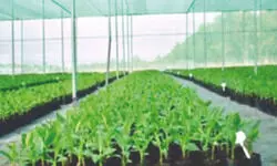 Horticulture dept to distribute 18K banana saplings in flood-hit areas