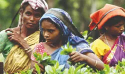 North Bengal tea industry in crisis; small growers see slight relief