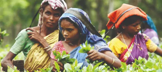 North Bengal tea industry in crisis; small growers see slight relief North Bengal tea industry in crisis; small growers see slight relief