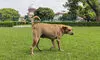Image of country ... : SC slams states, UTs on stray dog case; chief secretaries told to appear on Nov 3 Image of country ... : SC slams states, UTs on stray dog case; chief secretaries told to appear on Nov 3
