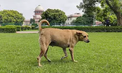 Image of country ... : SC slams states, UTs on stray dog case; chief secretaries told to appear on Nov 3 Image of country ... : SC slams states, UTs on stray dog case; chief secretaries told to appear on Nov 3