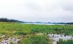 Mahipaldighi chokes under hyacinths, migratory birds may skip winter halt