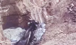 Bison rescued from abandoned well in Chapramari Forest Bison rescued from abandoned well in Chapramari Forest