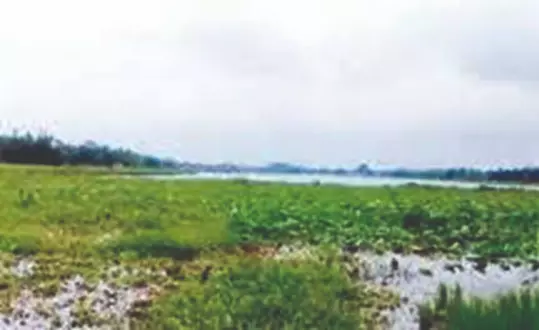 Mahipaldighi chokes under hyacinths, migratory birds may skip winter halt Mahipaldighi chokes under hyacinths, migratory birds may skip winter halt