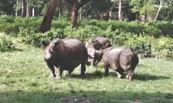Jalpaiguri: Rhino poaching kingpin gets 7 years jail
