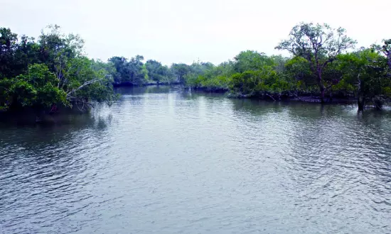 Microplastics found in air above pristine Sunderbans island, says IISER study