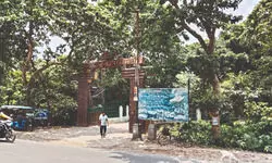 Record number of migratory birds flock Kulik Bird Sanctuary