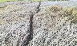 Balurghat: Pest attack puts Kushmandi farmers in deep distress