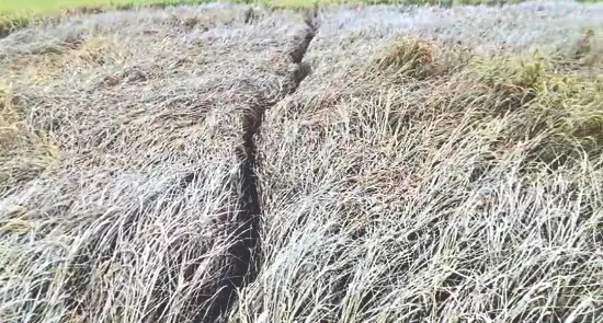 Balurghat: Pest attack puts Kushmandi farmers in deep distress Balurghat: Pest attack puts Kushmandi farmers in deep distress