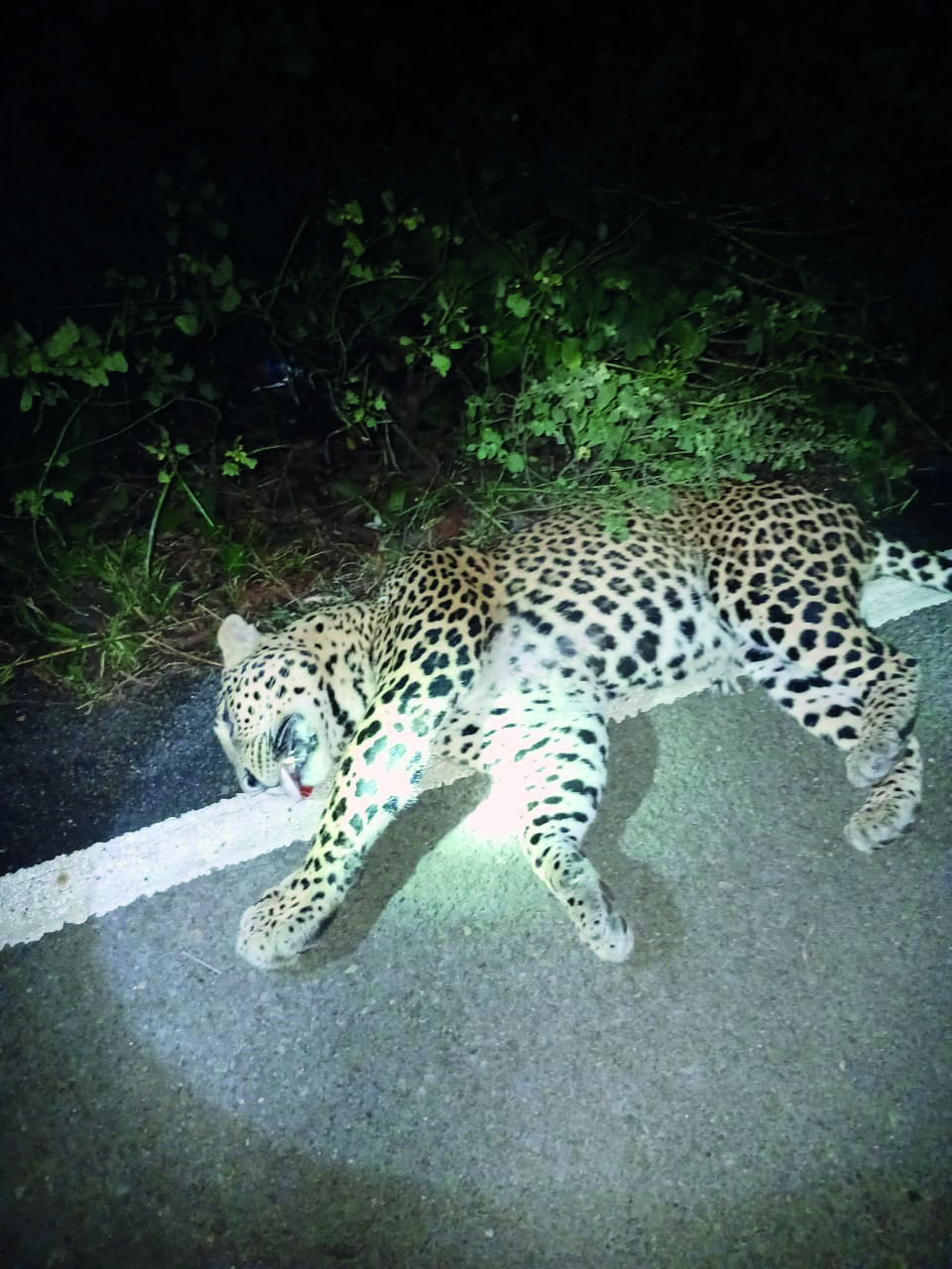 Bankura: Carcass of full-grown leopard found in Bakadaha Forest