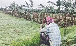Malda: Incessant rain submerges farmlands Malda: Incessant rain submerges farmlands