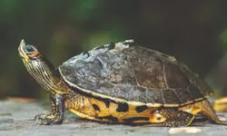 Study points out substantial reduction in genetic diversity of Indian Roofed turtle
