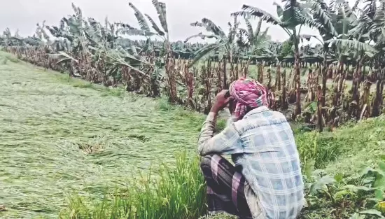 Malda: Incessant rain submerges farmlands