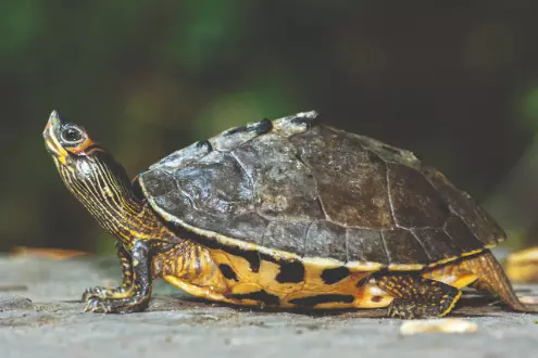 Study points out substantial reduction in genetic diversity of Indian Roofed turtle