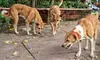 Stray dog bites 24 people in Himachals Hamirpur